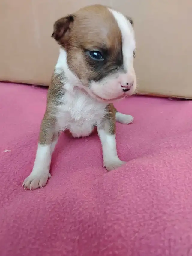 chiot femelle - Photo 6