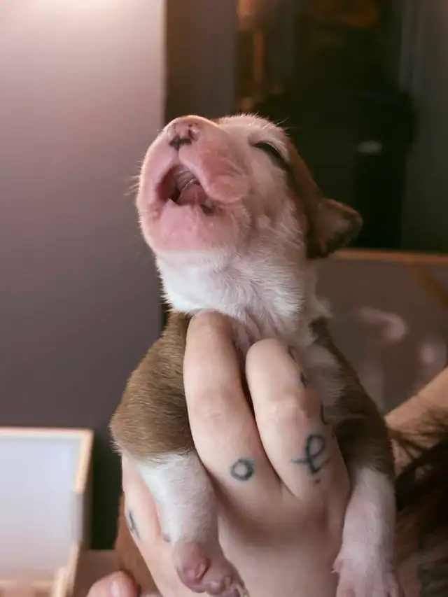 chiot femelle - Photo 7