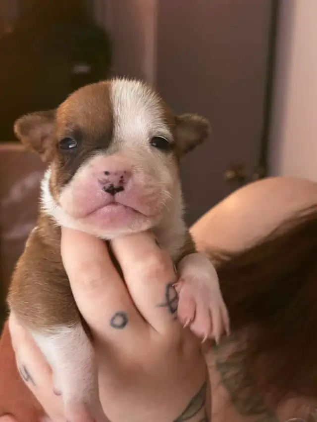 chiot femelle - Photo 8