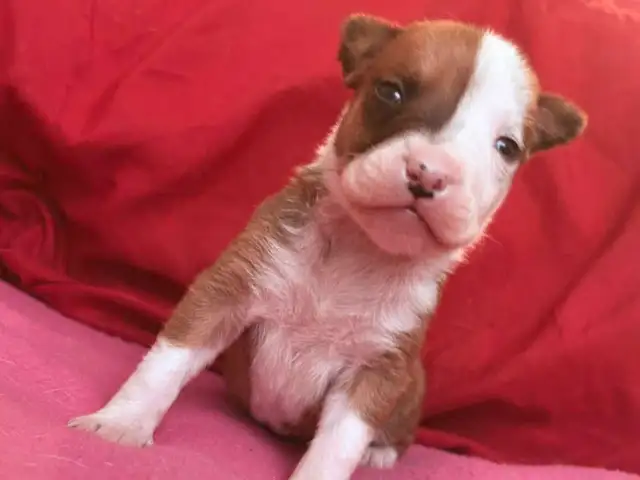 chiot femelle - Photo 9