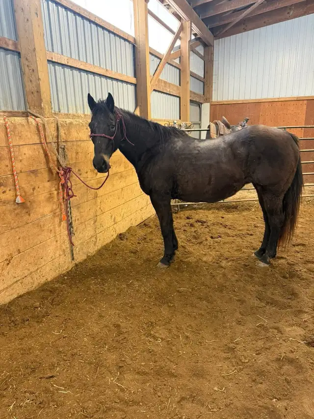 broodmare/ trail horse