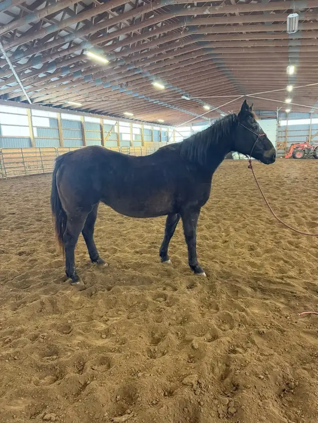 broodmare/ trail horse - Photo 2