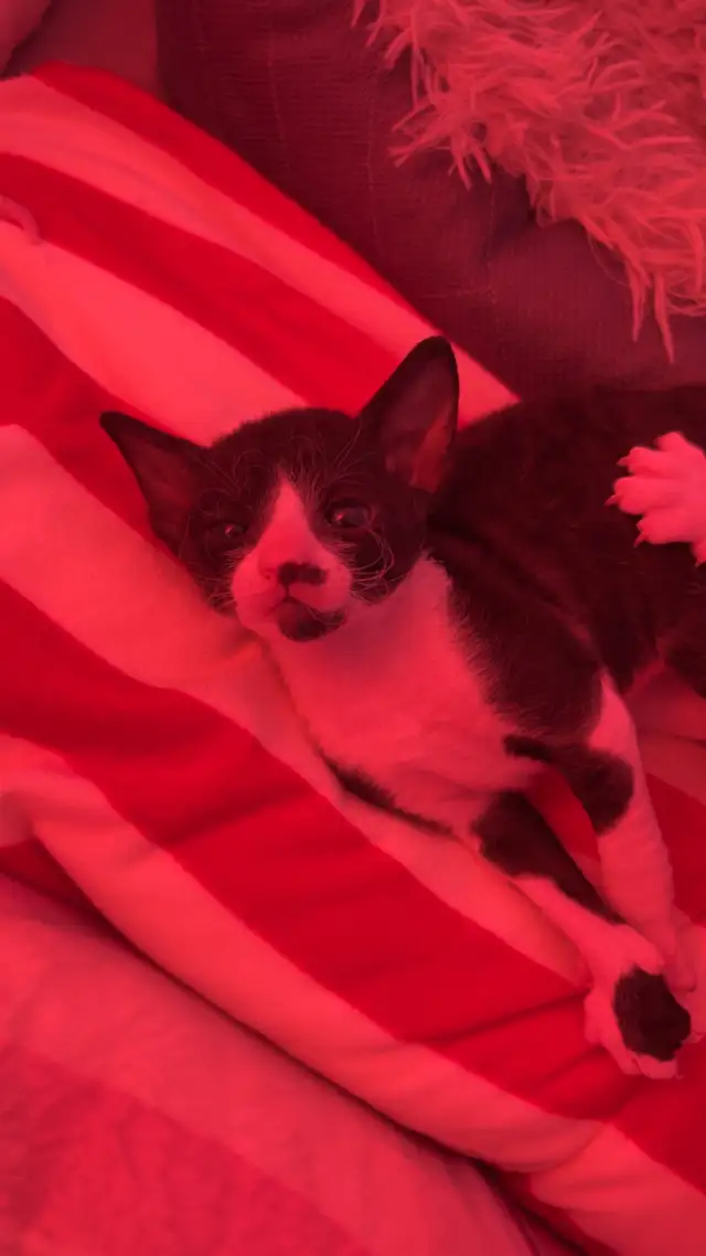 Rex cornish - Photo 2