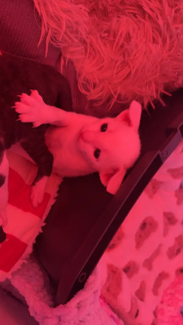 Rex cornish - Photo 3