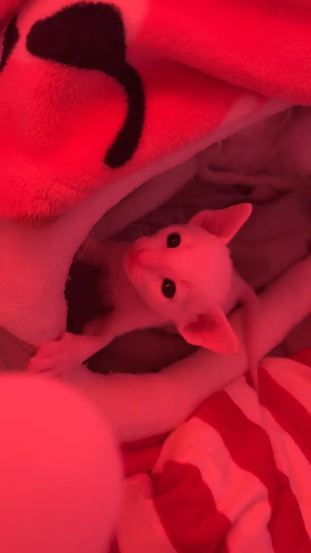 Rex cornish - Photo 4