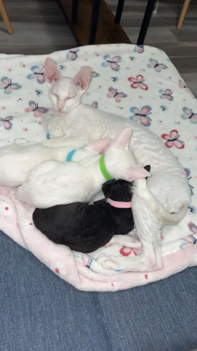 Rex cornish - Photo 5