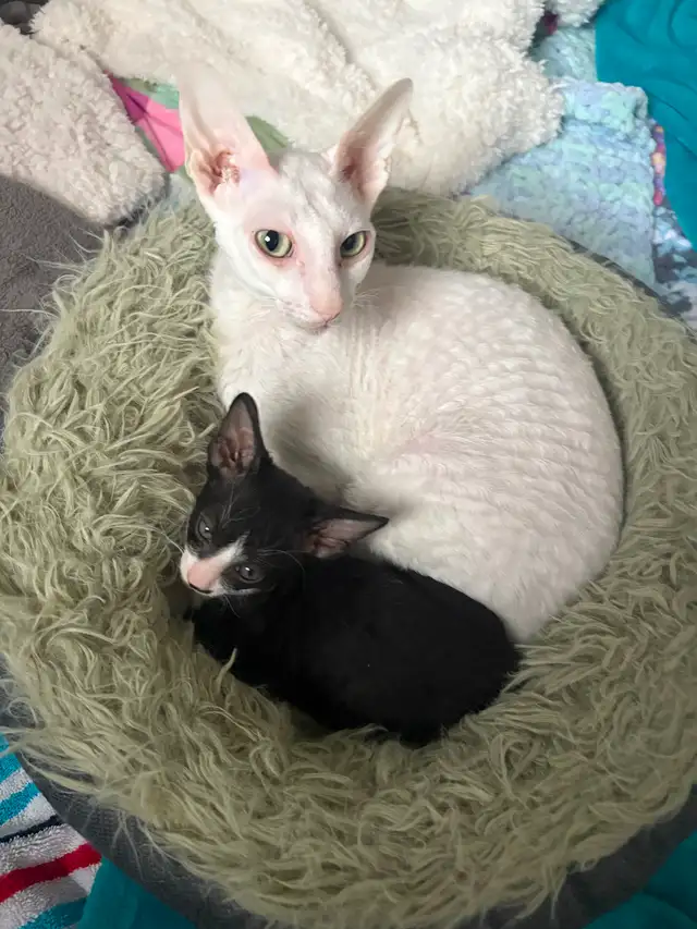 Rex cornish - Photo 6