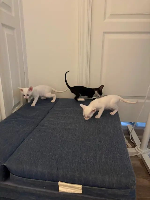 Rex cornish - Photo 7