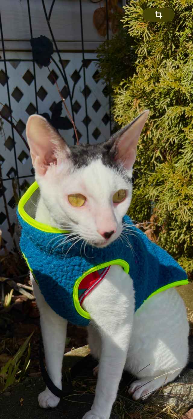 Rex cornish - Photo 8