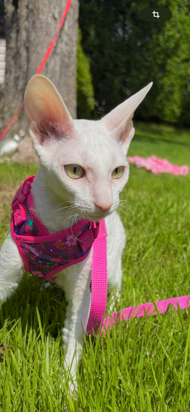 Rex cornish - Photo 9