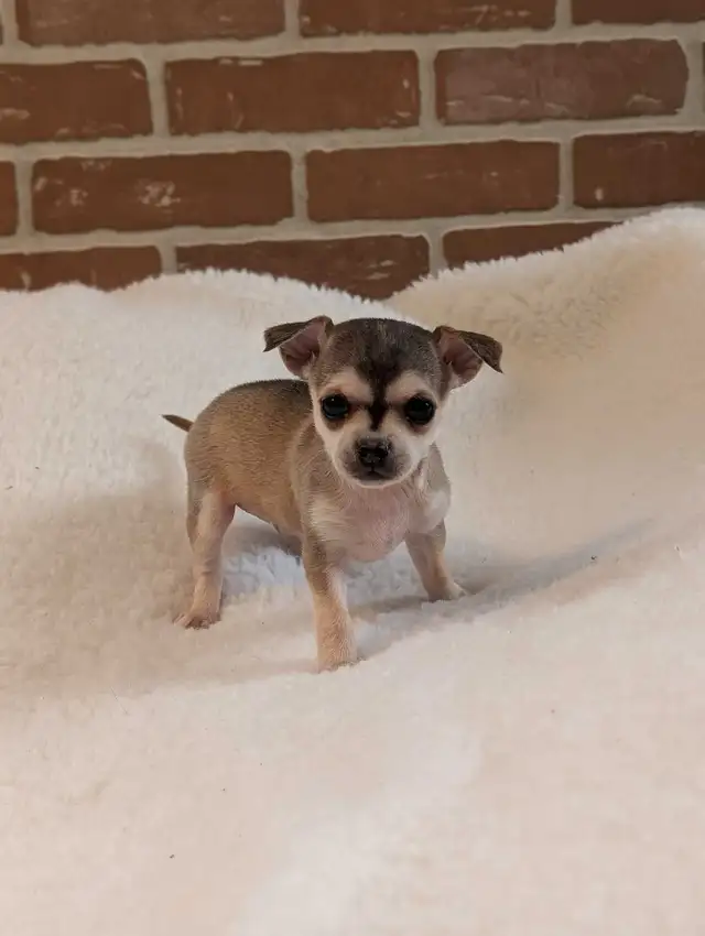 ADORABLE CHIHUAHUA PUPS READY NOW