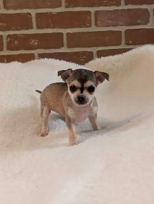 ADORABLE CHIHUAHUA PUPS READY NOW