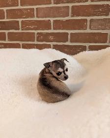 ADORABLE CHIHUAHUA PUPS READY NOW - Photo 2