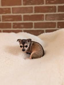 ADORABLE CHIHUAHUA PUPS READY NOW - Photo 3