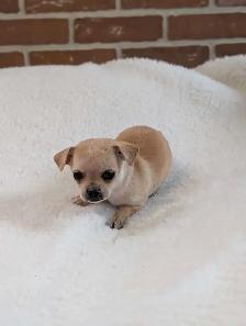 ADORABLE CHIHUAHUA PUPS READY NOW - Photo 4