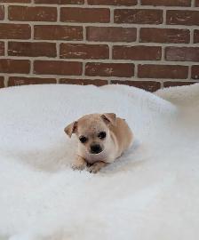ADORABLE CHIHUAHUA PUPS READY NOW - Photo 5