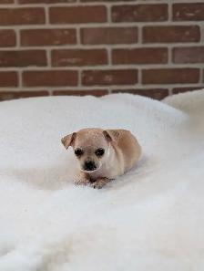 ADORABLE CHIHUAHUA PUPS READY NOW - Photo 6