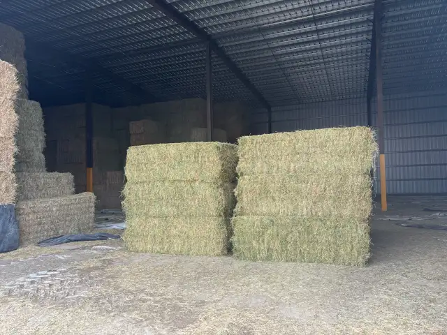 $100 a bale