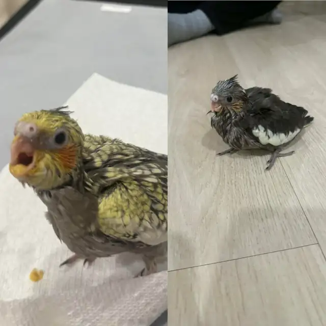 Baby Cockatiel