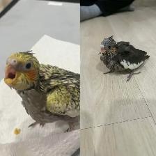 Baby Cockatiel