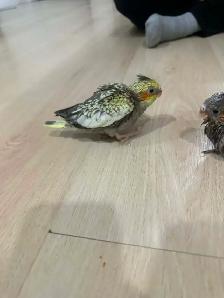 Baby Cockatiel - Photo 2