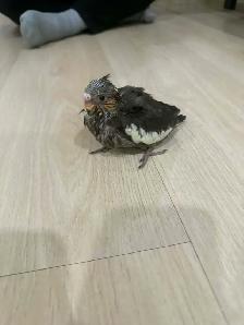 Baby Cockatiel - Photo 3