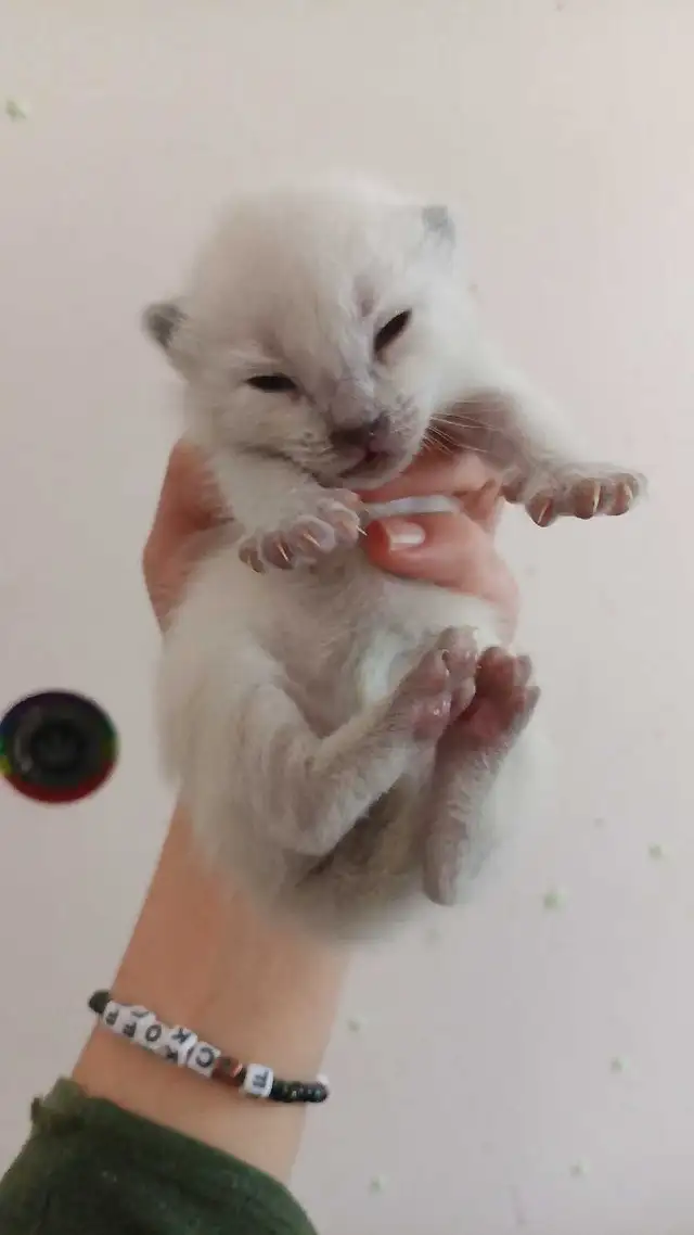 MALE BALINESE AVAILABLE