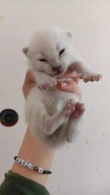 MALE BALINESE AVAILABLE