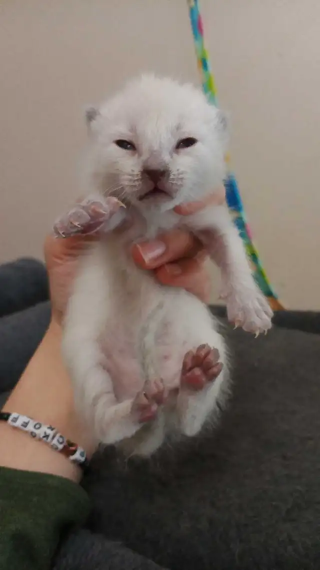 MALE BALINESE AVAILABLE - Photo 2