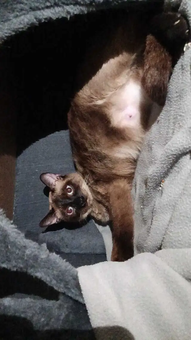 MALE BALINESE AVAILABLE - Photo 10