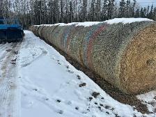alfalfa round hay  bales for sale
