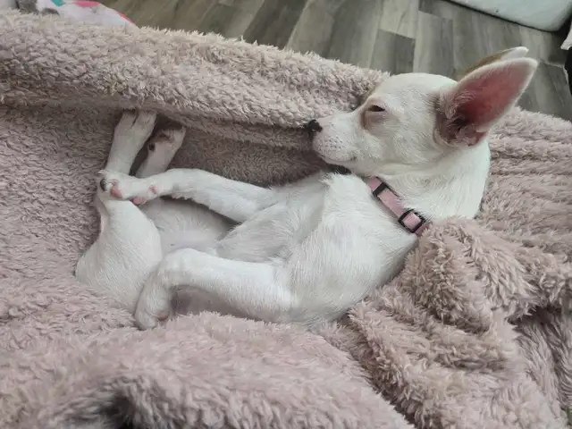 Female Pomchi - Photo 2