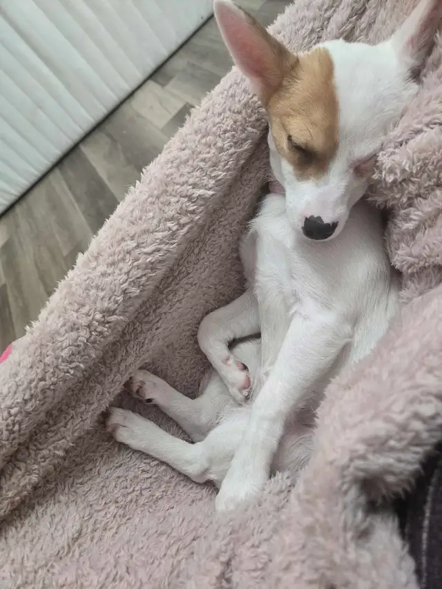 Female Pomchi - Photo 3