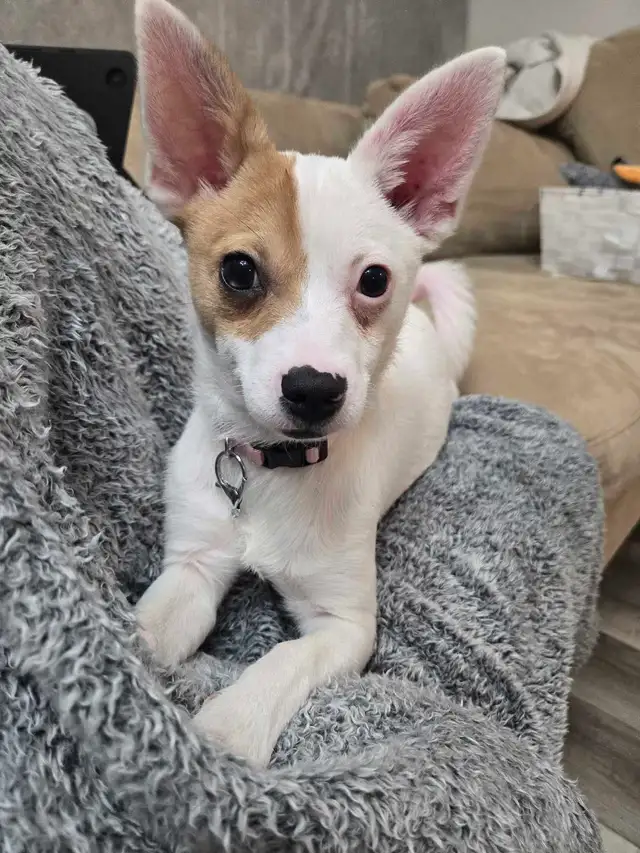 Female Pomchi - Photo 4