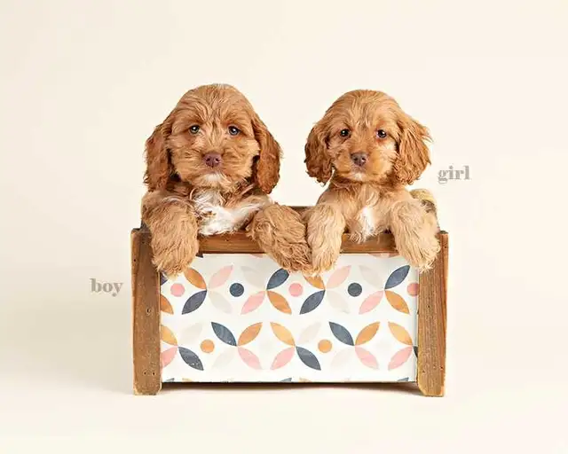 Beautiful Mini COCKAPOO Puppies FOR SALE!