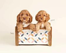 Beautiful Mini COCKAPOO Puppies FOR SALE!