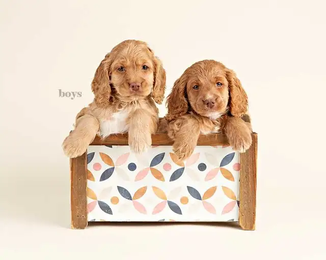 Beautiful Mini COCKAPOO Puppies FOR SALE! - Photo 2