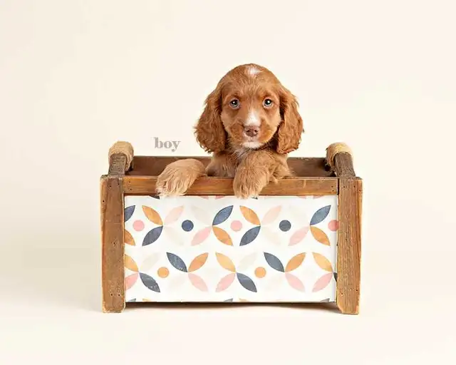 Beautiful Mini COCKAPOO Puppies FOR SALE! - Photo 3