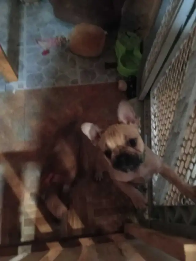 bulldog  francais 1 m 1 fem de 12 sem