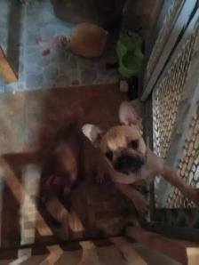 bulldog  francais 1 m 1 fem de 12 sem