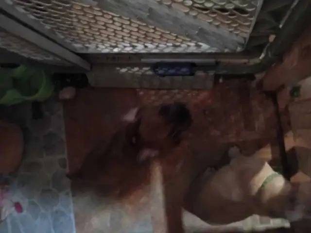 bulldog  francais 1 m 1 fem de 12 sem - Photo 2