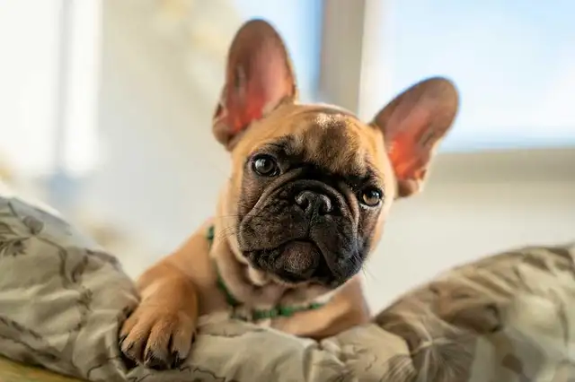 bulldog  francais 1 m 1 fem de 12 sem - Photo 3