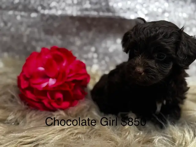 Havapoo/ Havanese X Toy Poodle