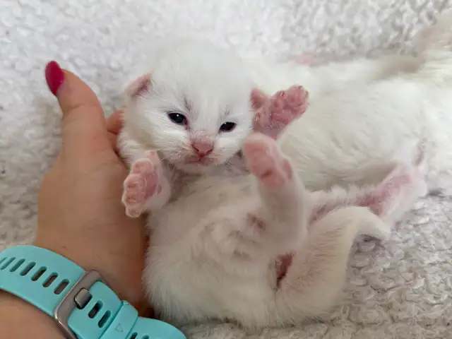 ✨Réservation chatons Mainecoon blancs✨