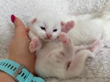 ✨Réservation chatons Mainecoon blancs✨
