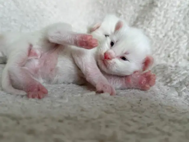 ✨Réservation chatons Mainecoon blancs✨ - Photo 2