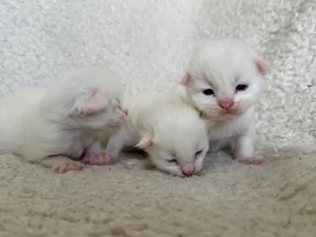 ✨Réservation chatons Mainecoon blancs✨ - Photo 3
