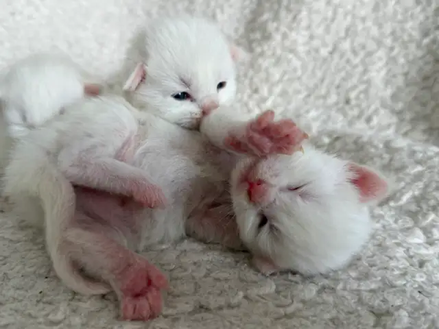 ✨Réservation chatons Mainecoon blancs✨ - Photo 4