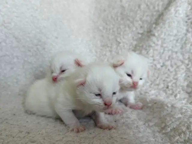 ✨Réservation chatons Mainecoon blancs✨ - Photo 5