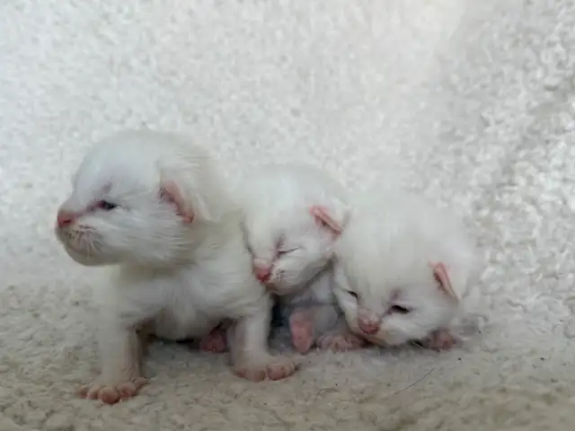 ✨Réservation chatons Mainecoon blancs✨ - Photo 6